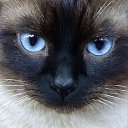 ���� ������, ������, 62 ���� - ��������� 25 ������ 2020 � ������ ���� ����������