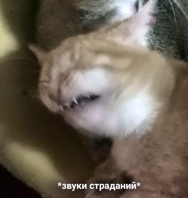     ,     : - 2