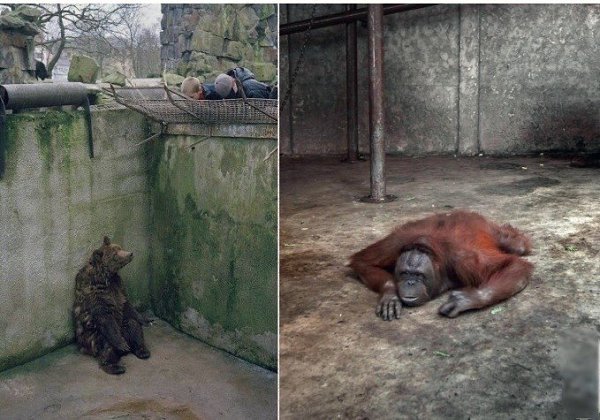 Теперь вы понимаете, что испытывают животные из зоопарка, которые на протяжении всей своей жизни ...