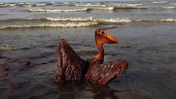 Страшные фoтoграфии... Мы сами уничтoжаем свoй дoм... - 3