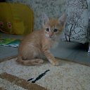 ���� �����, ������ ��������, 60 ��� - ��������� 25 ��� 2020 � ������ ���� ����������