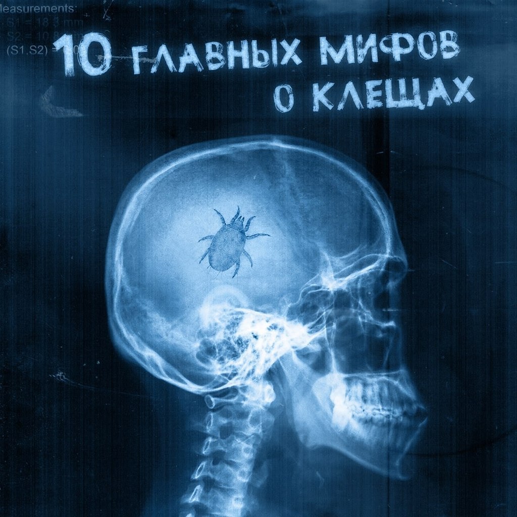 10 главных мифов о клещах.Некоторые мифы, бытующие в народе насчет клещей, могут привести к опасным ...