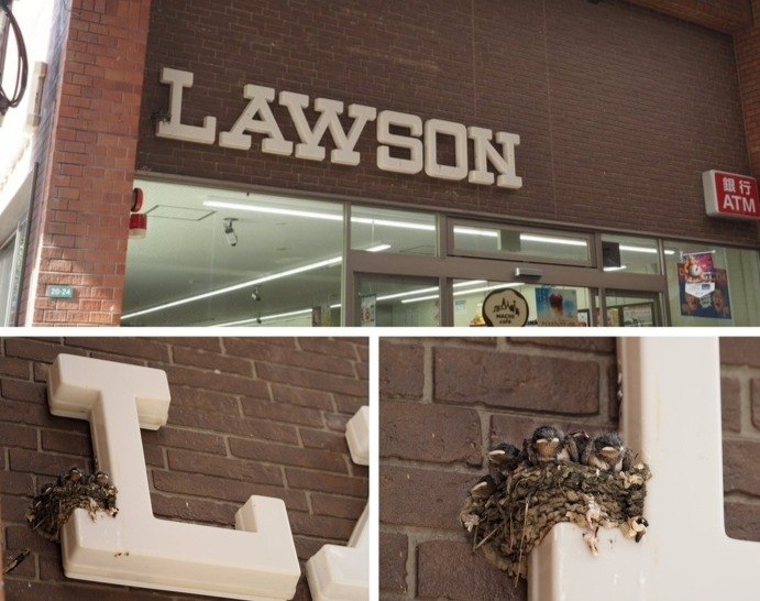   Lawson          , ...