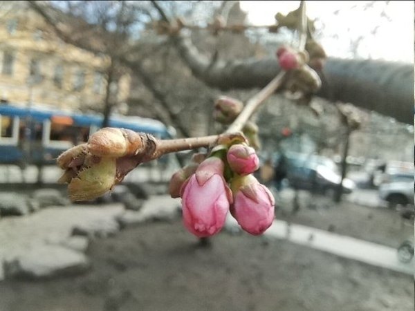 В Саду дружбы в центре Петербурга начала распускаться сакура. Красота!