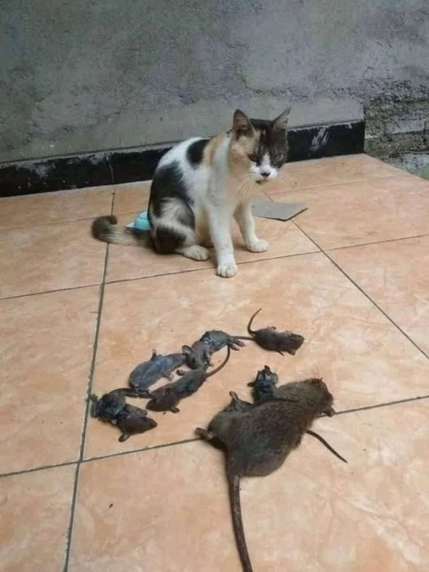   ,   