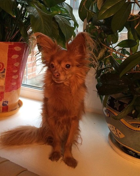 ������� ��� ������ �����