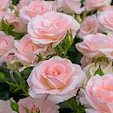 ���� �����, ������, 51 ��� - ��������� 12 ����� 2020 � ������ ���� ����������