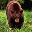 ���� ������, ����, 55 ��� - ��������� 15 ����� 2020 � ������ ���� ����������