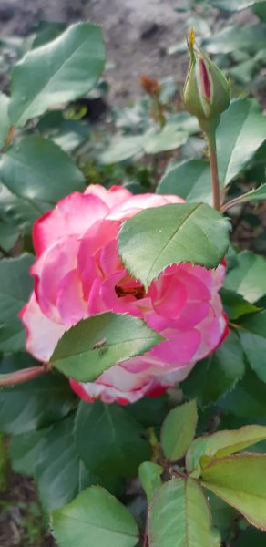  ******** - 28  2020  12:57 - 4