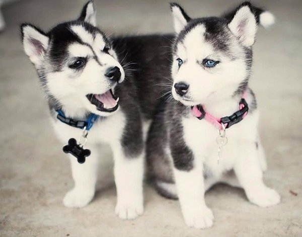 ������ � ����������