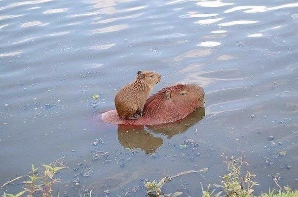 � ����� ������