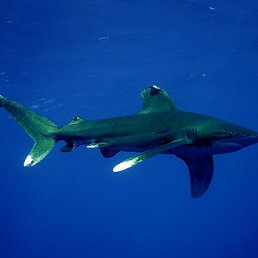 ���������, ������, 54 ����