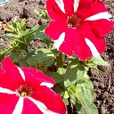  ,  -  3  2020     2020