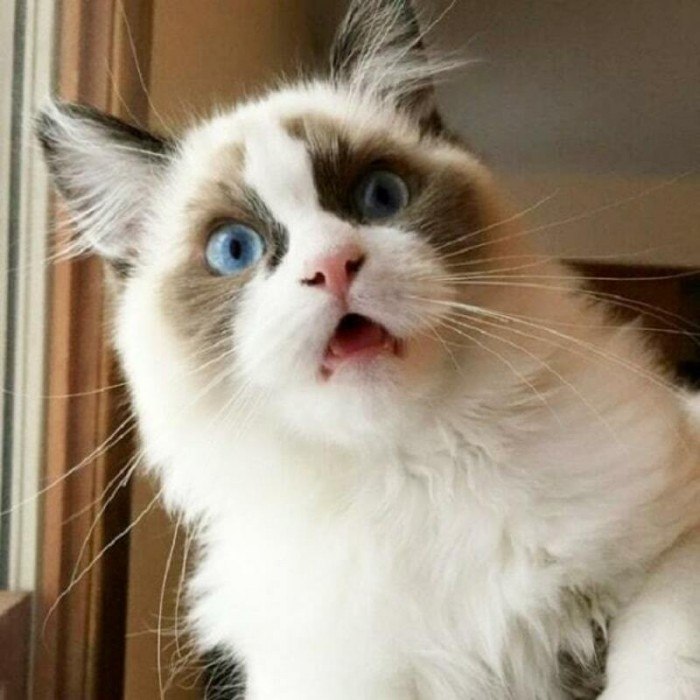 Ka ?     - 4