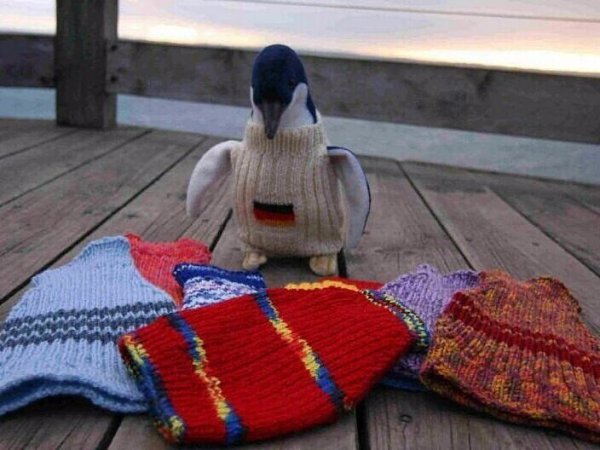 109-летний Альфи Дейт из Австралии вяжет крошечные свитера для поранившихся от разлива нефти ... - 8