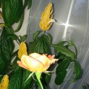 ���� ������, ������, 47 ��� - ��������� 19 ������ 2020 � ������ ���� ����������