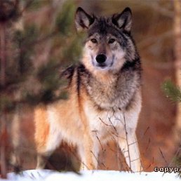 �������, ���������, 63 ����