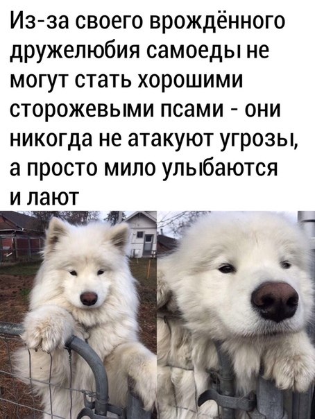  - dog |d|.I could hear a dog barking.   .