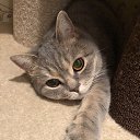 ���� ������, �����������, 51 ��� - ��������� 2 ������ 2020