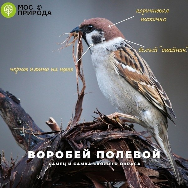 2693  e ac Eurobirdwath-2020 a ppo eppop oc. 3-4 op  ... - 3