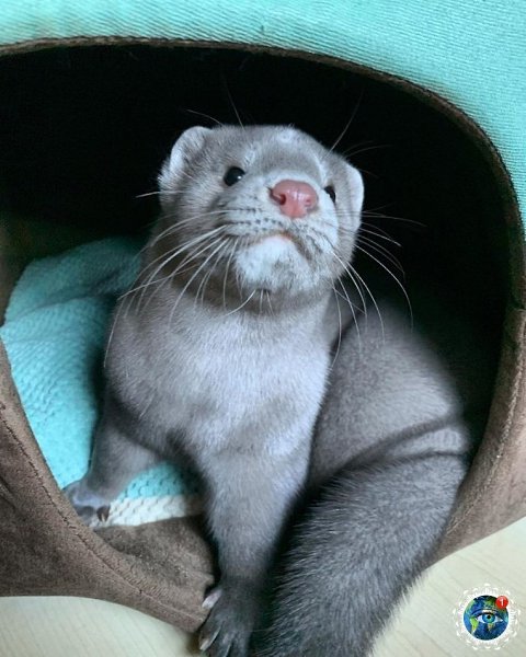 opa  e apaa epca.  pae e o?  - 3