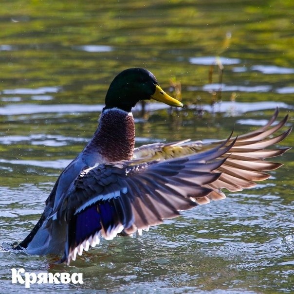 2693  e ac Eurobirdwath-2020 a ppo eppop oc. 3-4 op  ...