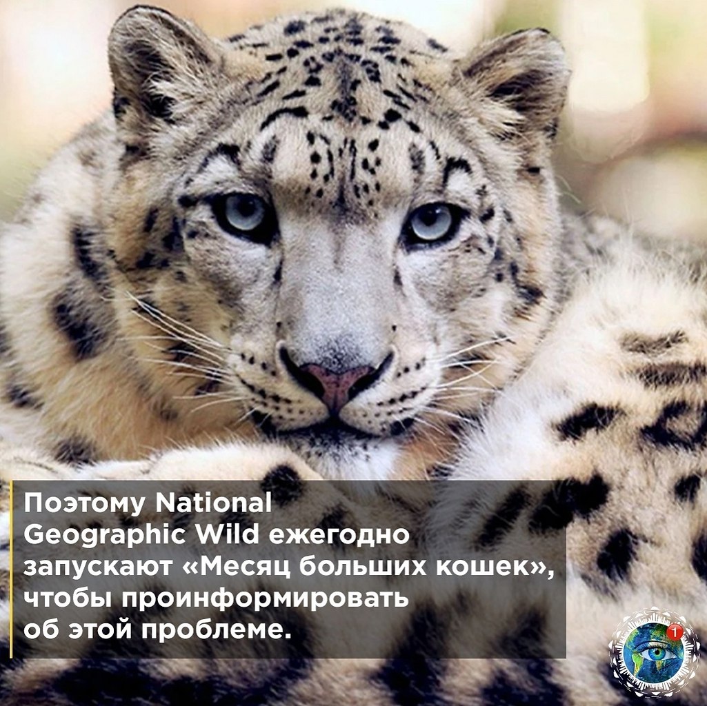   cope ec o oe a National Gographic Wild?  - 4