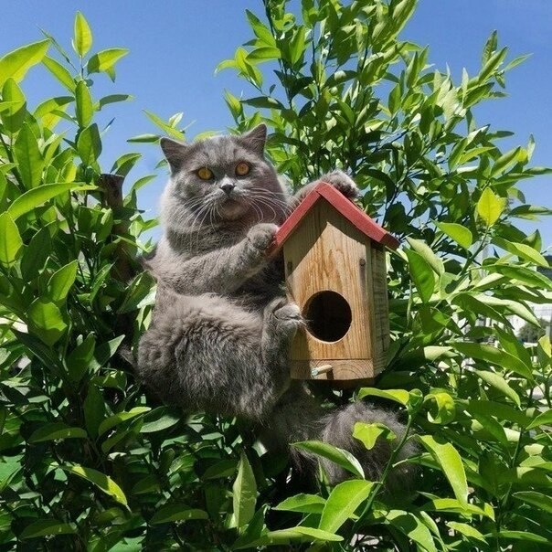  aa