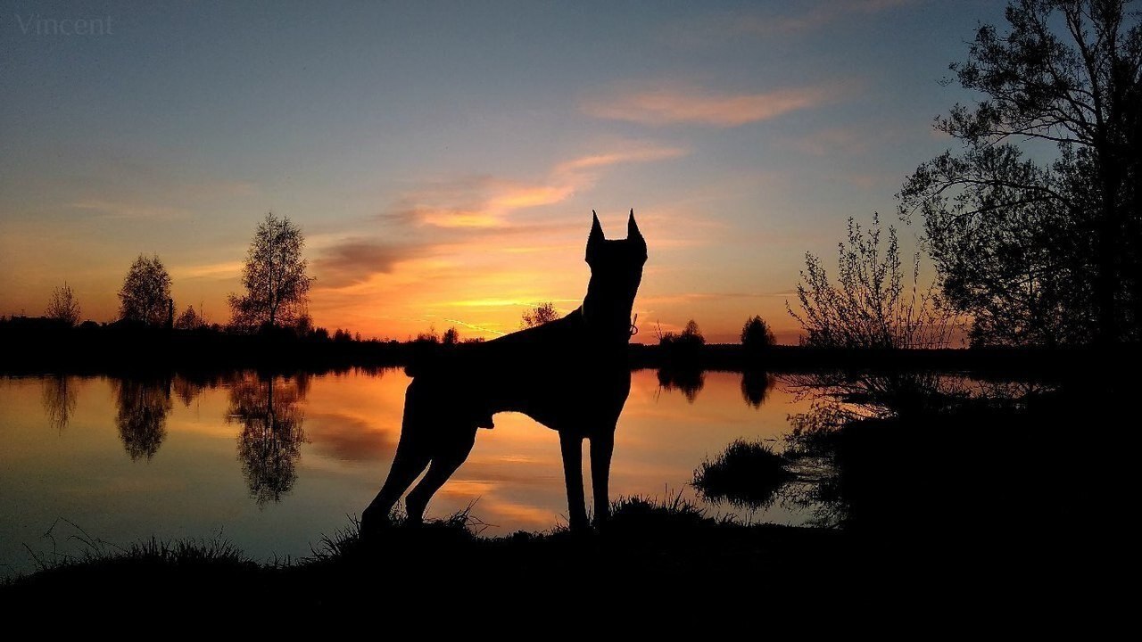 ������� ��������