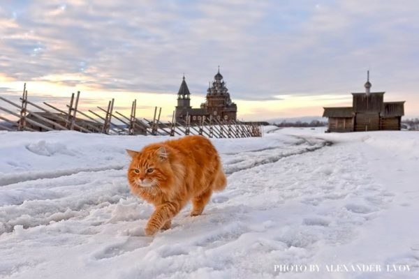 Рыжий кот Кеша - смотритель острова Кижи. Более 15 лет Кеша живет вблизи музея и встречает туристов. - 2