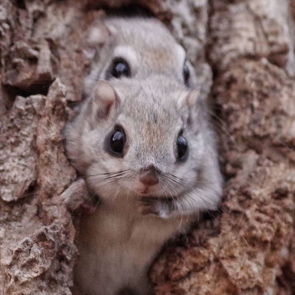      . - (Pteromys volans), ... - 7