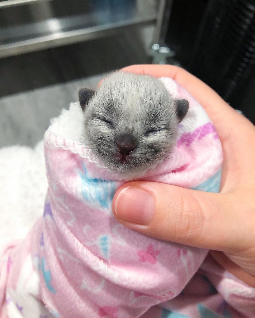  Fever Coat ( ) - ,      ,  ...