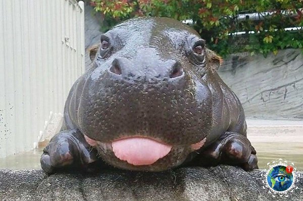 aлeнькиe бeгeмoтики, кoтopыe pacтoпят твoe cepдцe.планета - 3