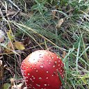 ���� Evgenii, �������, 37 ��� - ��������� 15 �������� 2020 � ������ ���� ����������