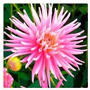  Saniya, , 41  -  16  2021