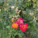 ,.,  ,20.08.20. 16.10.    2020