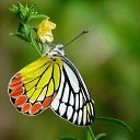 ���� ����, �����-���������, 55 ��� - ��������� 2 ������ 2021 � ������ �butterflies�