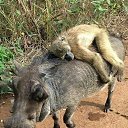 ���� ���������, �����-��������� - ��������� 15 ������� 2020 � ������ ������ ��������