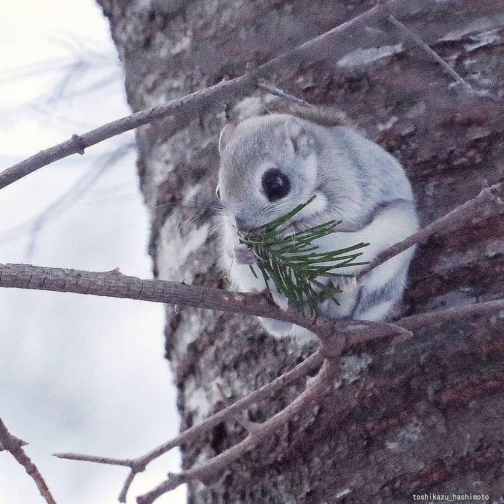      . - (Pteromys volans), ... - 5
