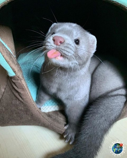 opa  e apaa epca.  pae e o?  - 5