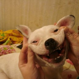 ����, ������, 43 ����