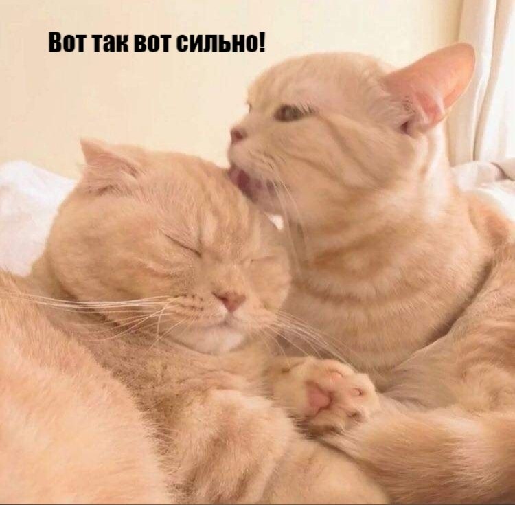 - ,      ? - 3
