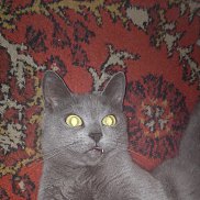 , 57 , -