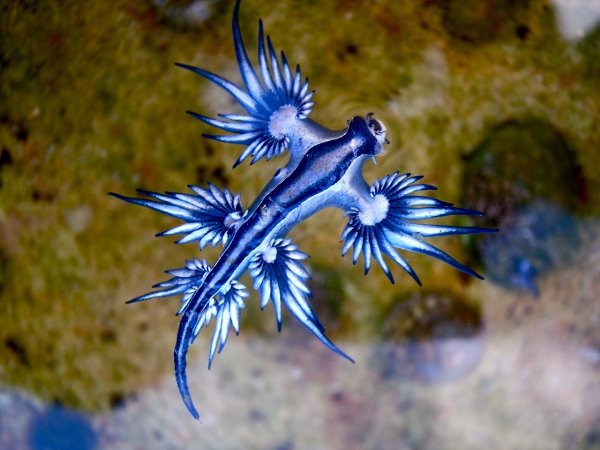    (Glaucus atlanticus).      ...