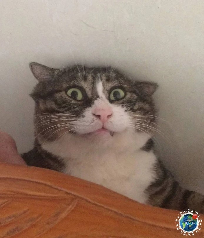 a o  oo a o apco aa?  - 4