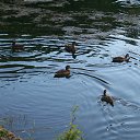  ,  , 60  -  28  2020    