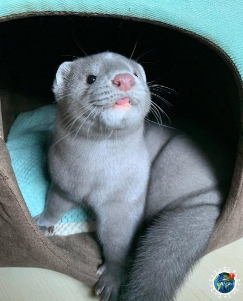 opa  e apaa epca.  pae e o?  - 2