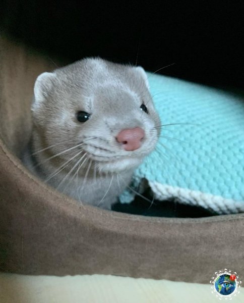 opa  e apaa epca.  pae e o?  - 4