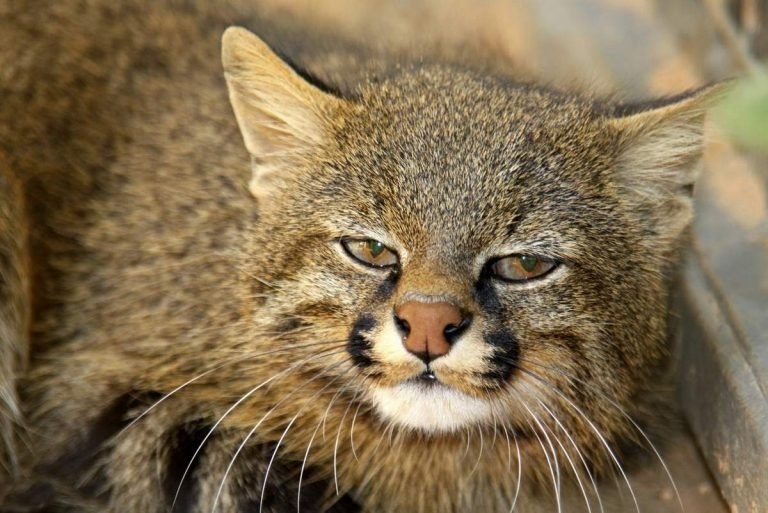 .  (. Leopardus colocolo)      ,  ... - 2