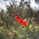  Vladimir,  -  4  2020     